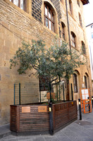 Olive Tree